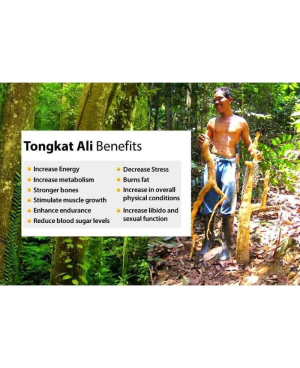 100% Hutan Natural Yellow Tongkat Ali 100% 森林野生黄东革啊里 ( 500g )