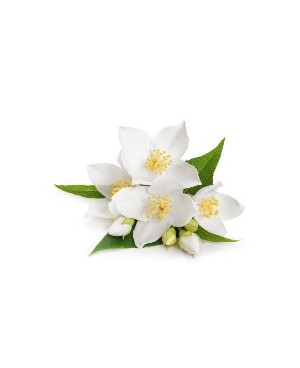 Jasmine Touch - 10ml