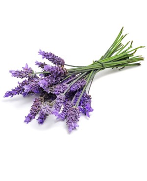 Lavender - 15ml