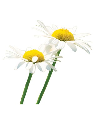 Roman Chamomile - 5ml