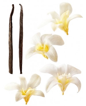 Madagascar Vanilla - 5ml