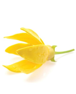 Ylang Ylang - 15ml