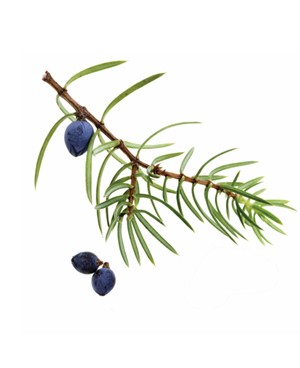 Juniper Berry - 5ml