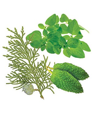 AromaTouch® Massage Blend - 15ml