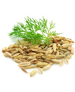 Fennel - 15ml