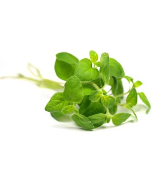 Oregano - 15ml