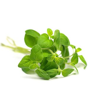Basil - 15ml