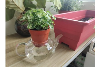 Gardening 园艺种植